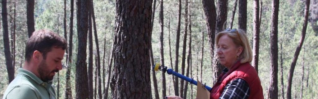 Oleiros: “Forestwise” explora resina do pinhal do concelho laboratorialmente