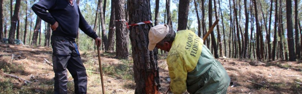 Antigos resineiros da Isna voltam ao pinhal para testar a extração de resina