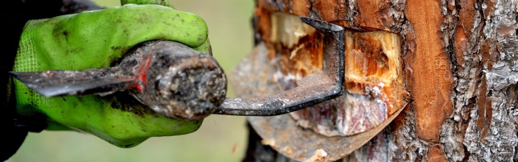 Ensaios sobre extração de resina na Isna com resultados acima da média
