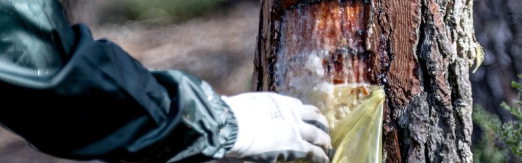 PRR com 33 milhões para o setor da resina