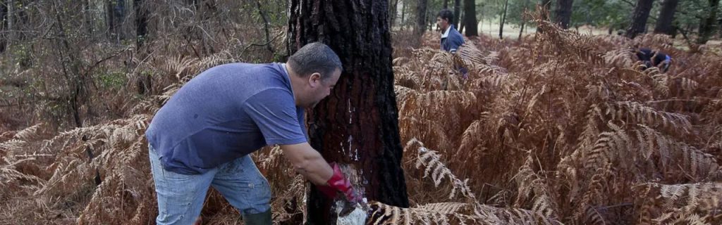 Consórcio ForestWise quer dar nova vida ao setor da resina natural