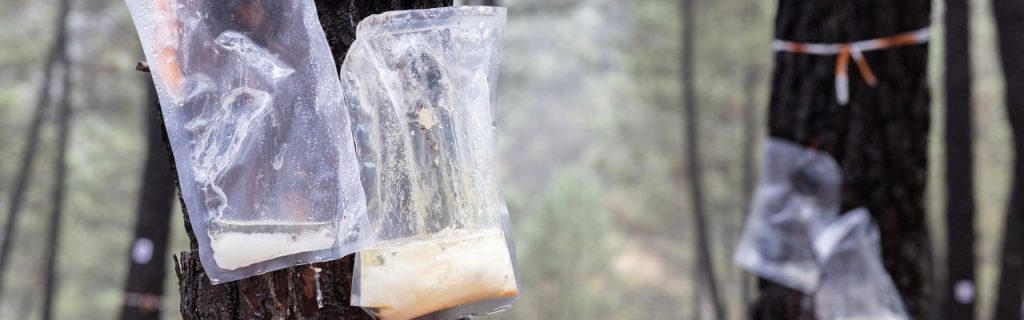 Resineiros testam sacos fechados que reduzem perdas e esforço físico