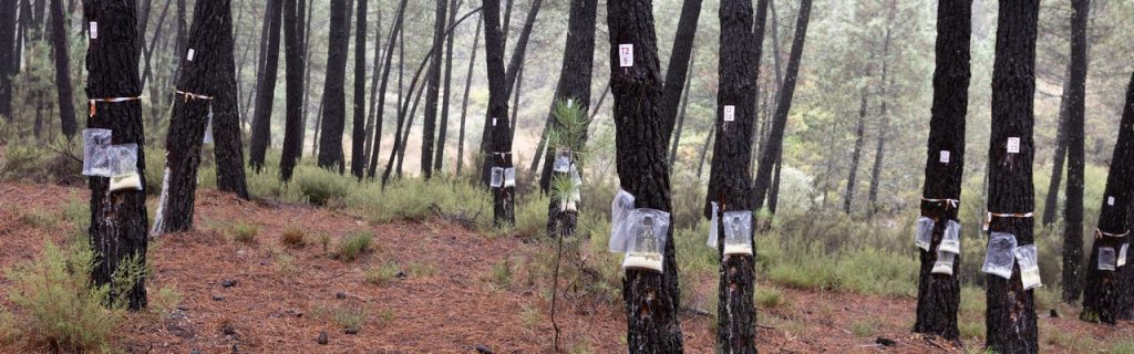 Novas técnicas de extração de resina demonstradas em Vila Pouca de Aguiar