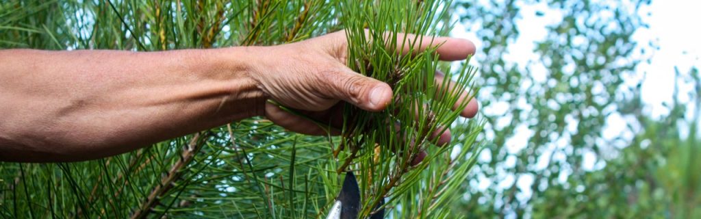 Divulgação do projeto I1.M1 “Programa de melhoramento genético para a resinagem” do consórcio Resina Natural 21 (RN21)