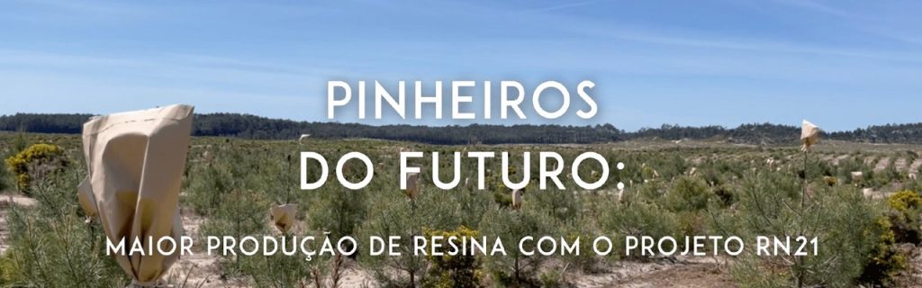 Ciência impulsiona pinheiros-bravos mais produtivos em resina