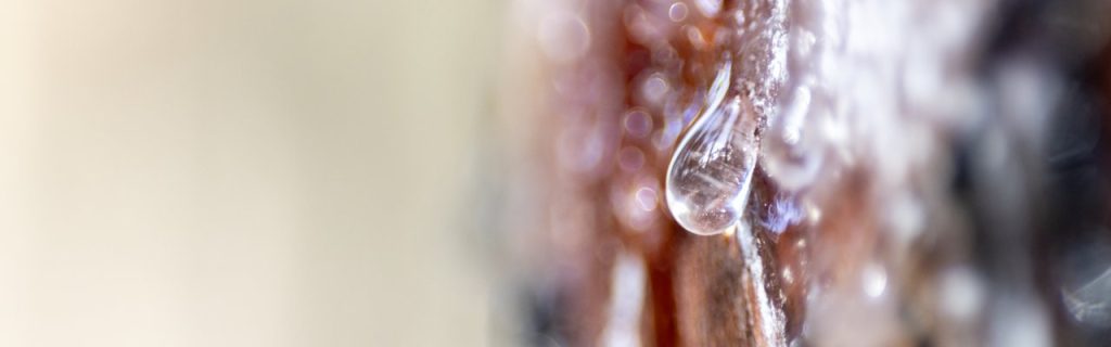 Especial «A Nova Era da Resina Natural» percorre a fileira da floresta ao consumidor