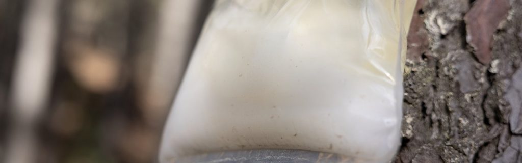 Consórcio RN21 ambiciona dar nova força ao setor da resina natural em Portugal