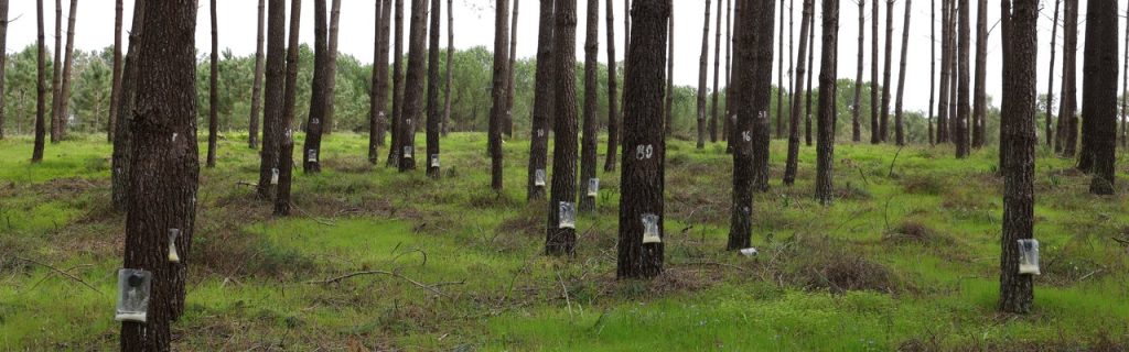 ICNF apresenta projeto para aumentar produção de resina em Portugal