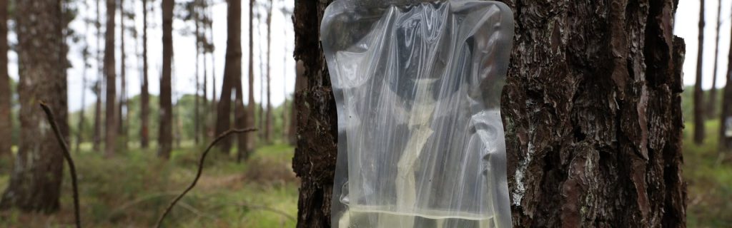 ICNF: projecto recorre à genética para aumentar a produção de resina em Portugal